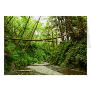 Fern Canyon I i Redwood National Park Hälsningskort
