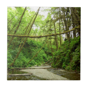 Fern Canyon I i Redwood National Park Kakelplatta