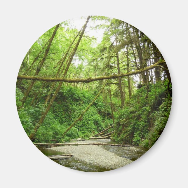 Fern Canyon I i Redwood National Park Magnet (Framsidan)
