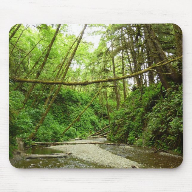 Fern Canyon I i Redwood National Park Musmatta (Framsidan)