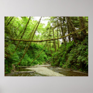 Fern Canyon I i Redwood National Park Poster