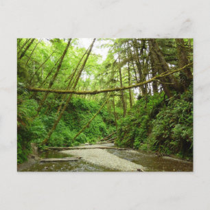 Fern Canyon I i Redwood National Park Vykort