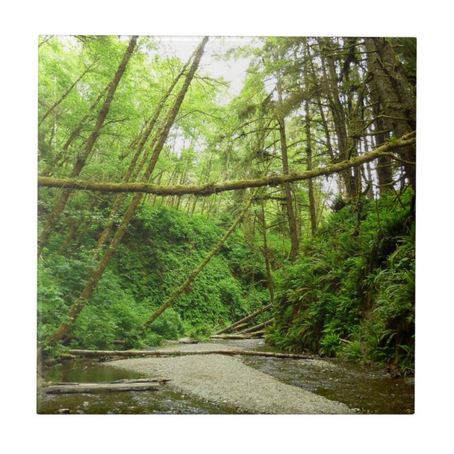 Fern Canyon I på Redwood National Park Kakelplatta (Framsidan)