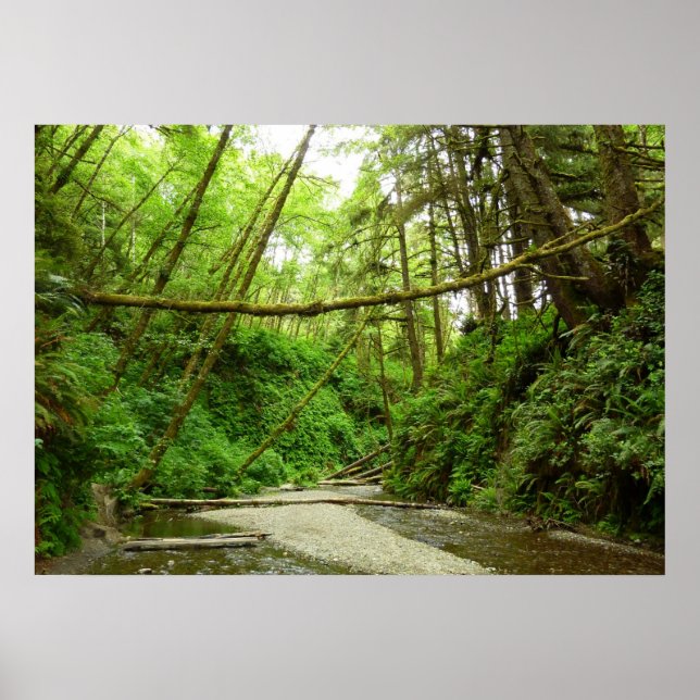 Fern Canyon I på Redwood National Park Poster (Framsidan)