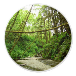 Fern Canyon I vid Redwood National Park Knopp