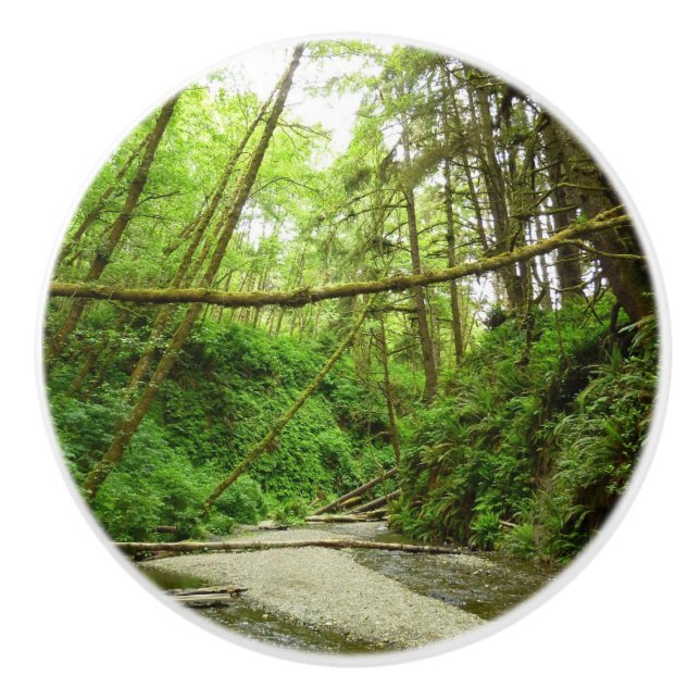 Fern Canyon I vid Redwood National Park Knopp (Framsidan)