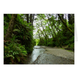 Fern Canyon II vid Redwood National Park Hälsningskort