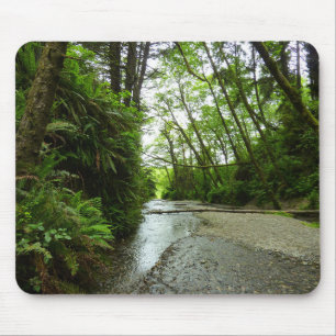 Fern Canyon II vid Redwood National Park Musmatta