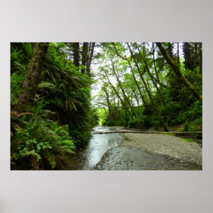 Fern Canyon II vid Redwood National Park Poster