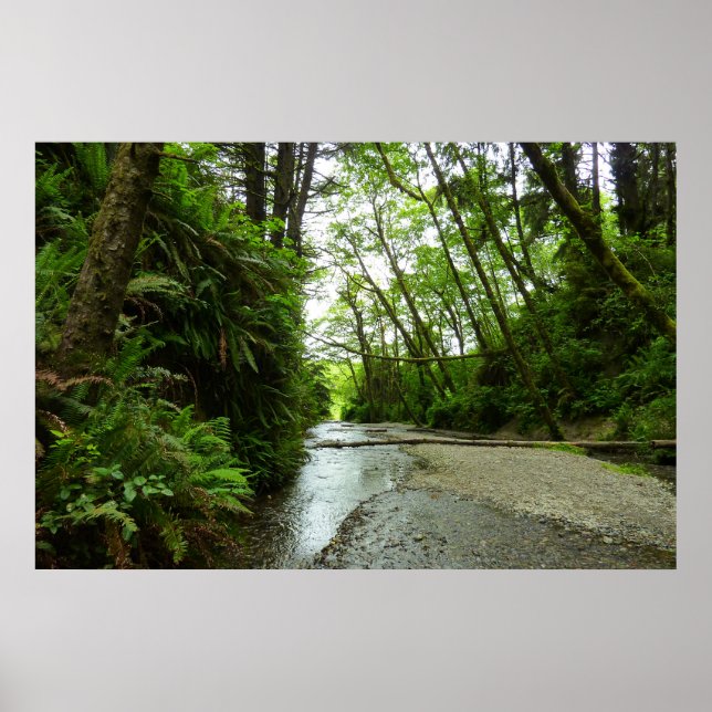 Fern Canyon II vid Redwood National Park Poster (Framsidan)