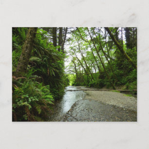 Fern Canyon II vid Redwood National Park Vykort