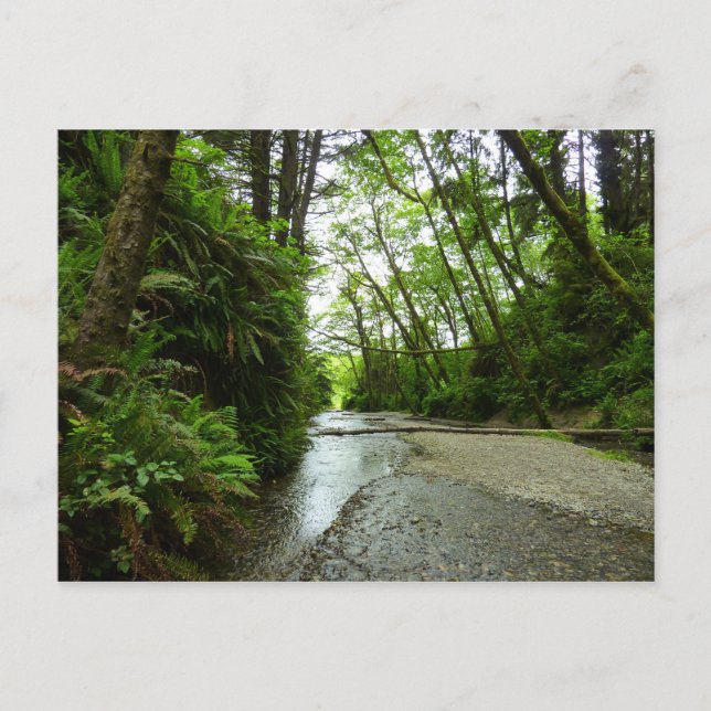 Fern Canyon II vid Redwood National Park Vykort (Framsida)
