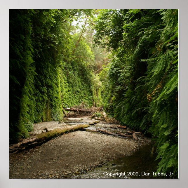 Fern Canyon, Kalifornien Poster (Framsidan)