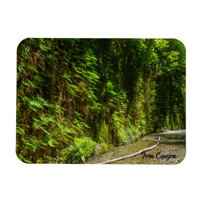 Fern Canyon Redwood National Park Kalifornien Magnet (Horisontell)