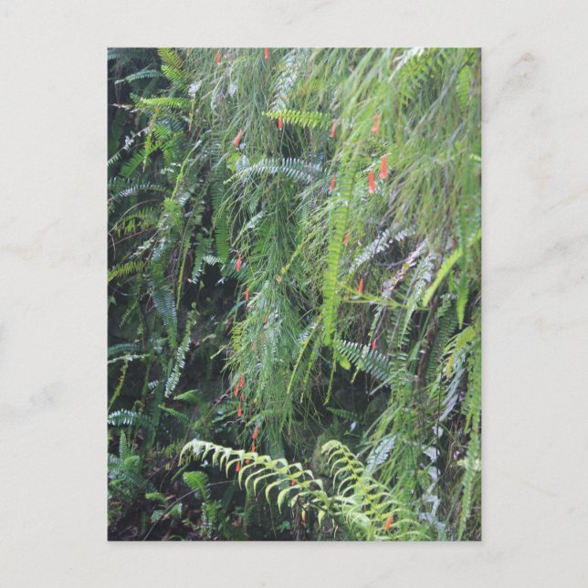 Fern Filled Grotto Vykort (Framsida)