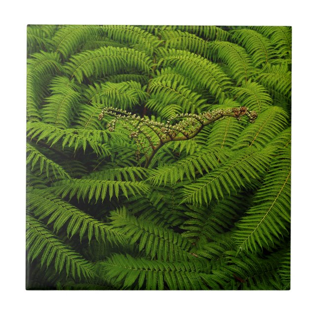 Fern Fine Art-fotografi Kakelplatta (Framsidan)