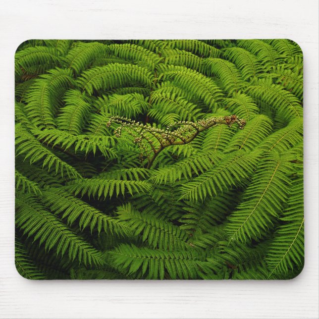 Fern Fine Art-fotografi Musmatta (Framsidan)