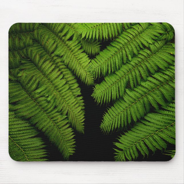 Fern Fine Art-fotografi Musmatta (Framsidan)