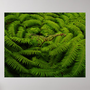 Fern Fine Art-fotografi Poster