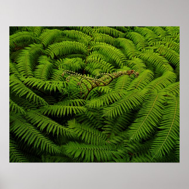 Fern Fine Art-fotografi Poster (Framsidan)