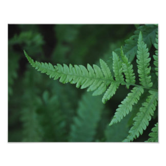 Fern Fototryck