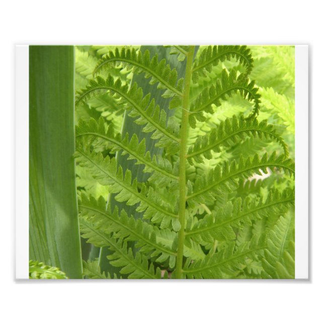 Fern Fototryck (Framsidan)