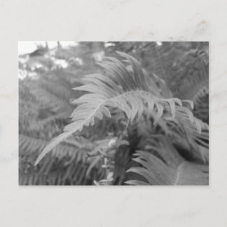 Fern Friendly Vykort