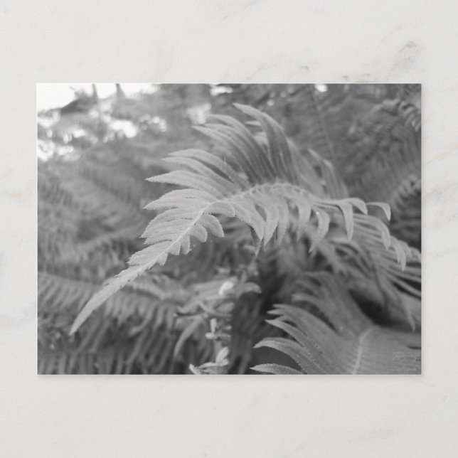 Fern Friendly Vykort (Framsida)