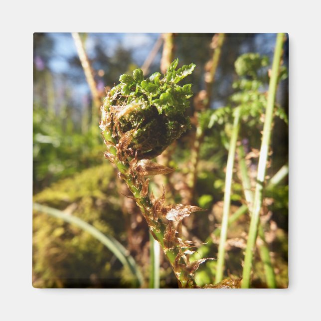 Fern Frond Magnet (Framsidan)