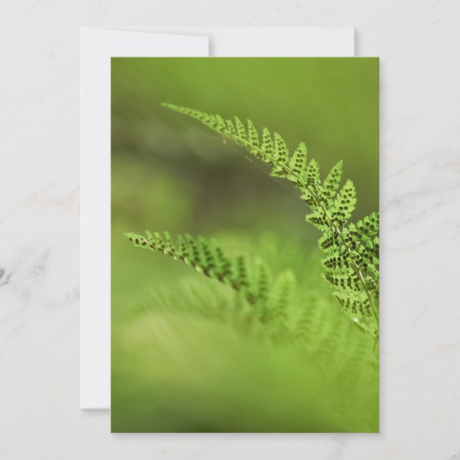 Fern Frond Photo Kort (Framsida)