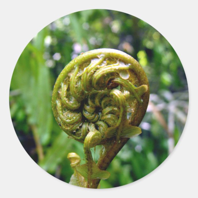 Fern Frond Runt Klistermärke (Framsida)