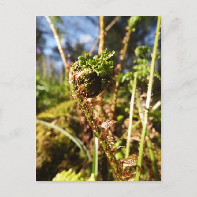 Fern Frond-vykort Vykort (Framsida)