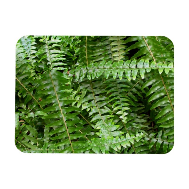 Fern Fronds I Green Nature Magnet (Horisontell)