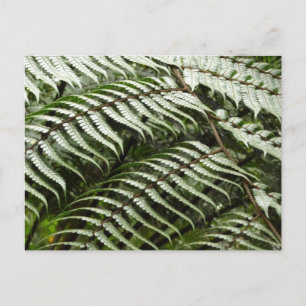 Fern Fronds II Mörkgrön Natur Vykort