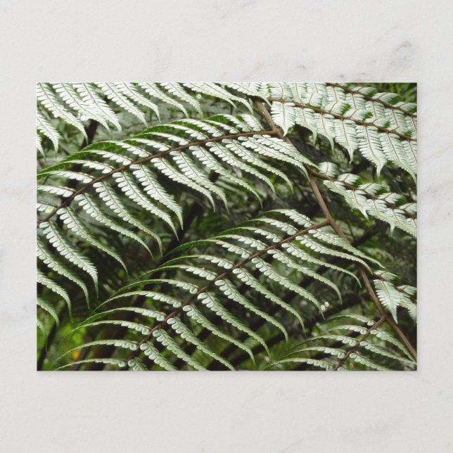 Fern Fronds II Mörkgrön Natur Vykort (Framsida)