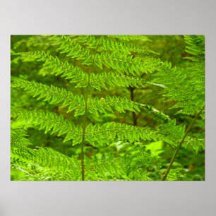 Fern Fronds III Grönt Nature Botanical Poster