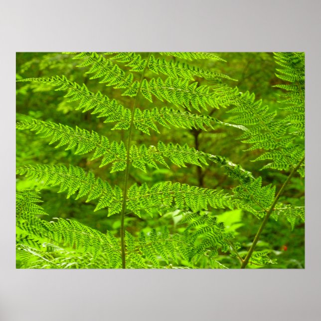 Fern Fronds III Grönt Nature Botanical Poster (Framsidan)