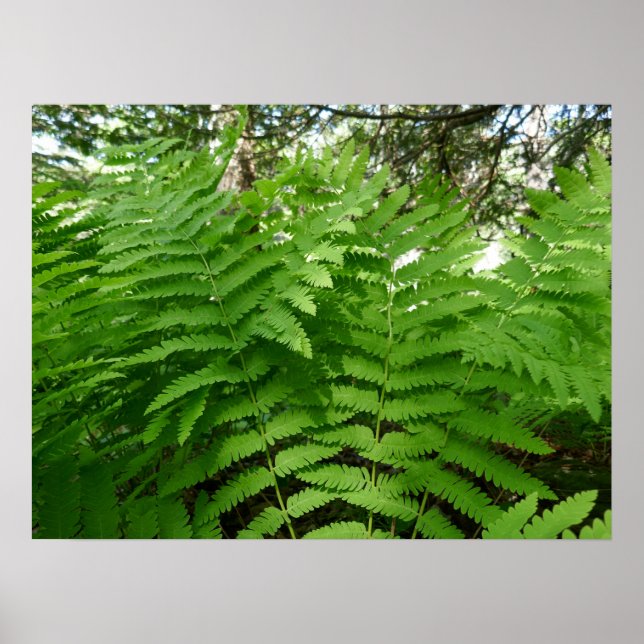 Fern Fronds IV Grön Natur Botanisk Poster (Framsidan)
