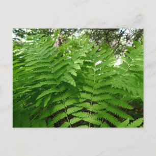 Fern Fronds IV-Grönt Nature Botanical Vykort