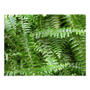 Fern Fronts I Grönt Nature Fototryck