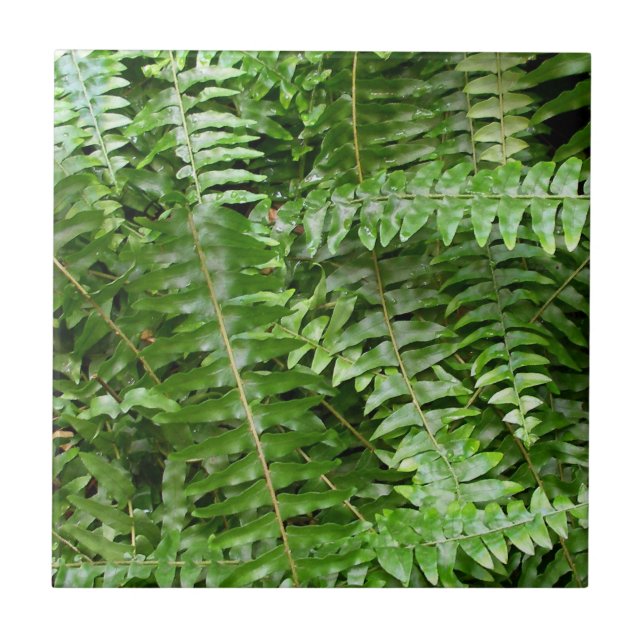 Fern Fronts I Grönt Nature Kakelplatta (Framsidan)