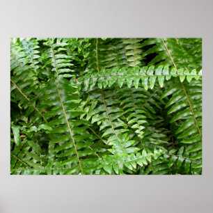 Fern Fronts I Grönt Nature Poster