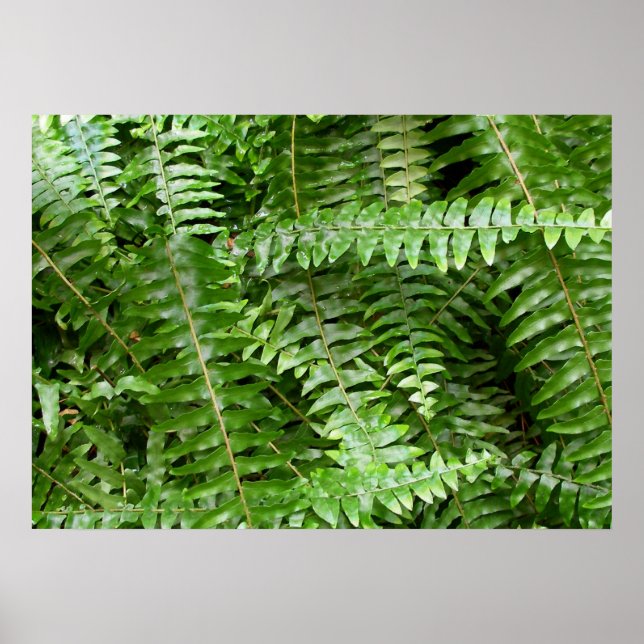 Fern Fronts I Grönt Nature Poster (Framsidan)
