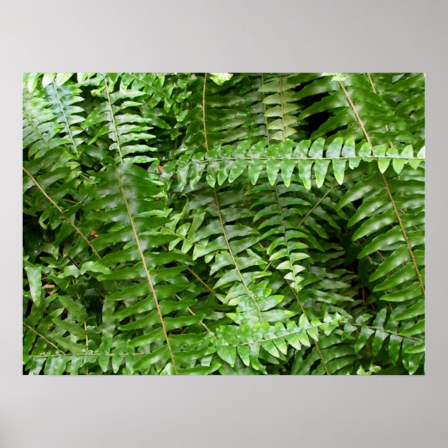 Fern Fronts I Grönt Nature Poster (Framsidan)