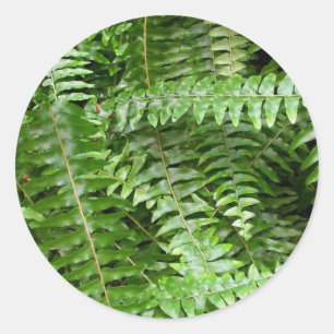 Fern Fronts I Grönt Nature Runt Klistermärke