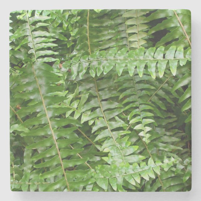 Fern Fronts I Grönt Nature Underlägg Sten (Framsidan)