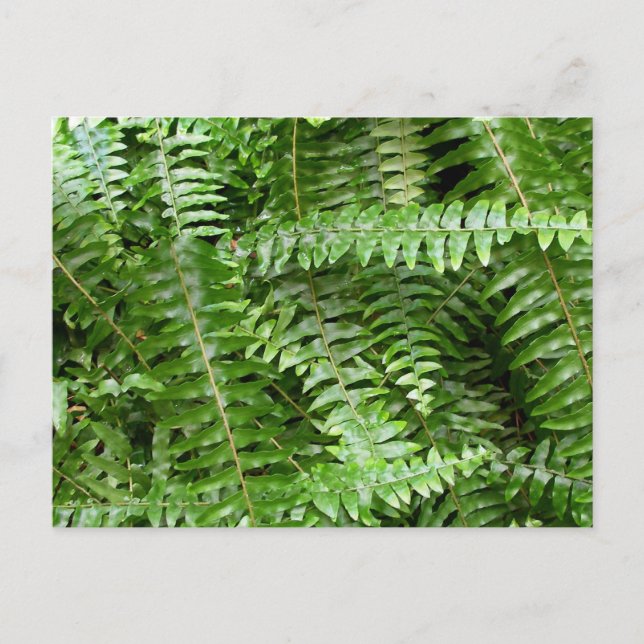 Fern Fronts I Grönt Nature Vykort (Framsida)