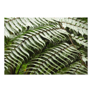 Fern Fronts II Mörk grönt natur Fototryck