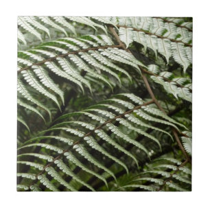 Fern Fronts II Mörk grönt natur Kakelplatta