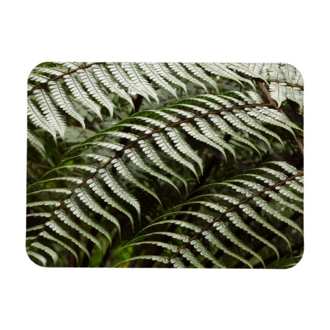Fern Fronts II Mörk grönt natur Magnet (Horisontell)